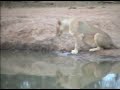 lioness part 2