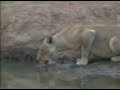 lioness part 2