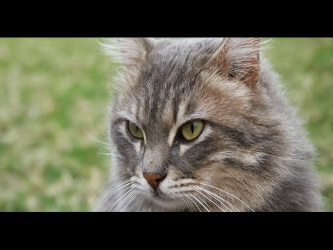 Female Cat Spraying