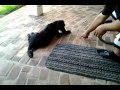 Hilo Pupperoo at 17 weeks... Showing off!
