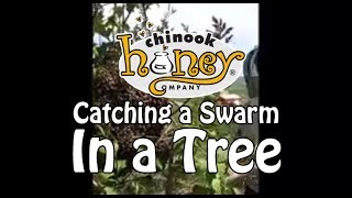Capturing a Swarm In A Tree (2015)