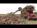 pucala agroindustria