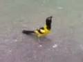 videos de Corrupiao Petrolina