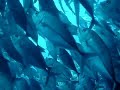Bali Tulamben Wreck scuba diving in big school of fish Bali Tulamben Wreck scuba diving in big school of fish