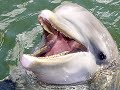 The dolfin. The dolfin.