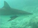 Bull Shark circling Bull Shark circling