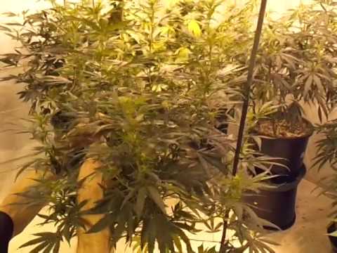 how to trim weed during flowering