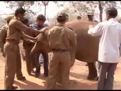 how to train elephants