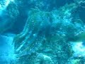 Cuttlefish strobing colour
