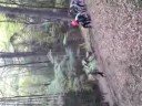 falling trees 1 falling trees 1