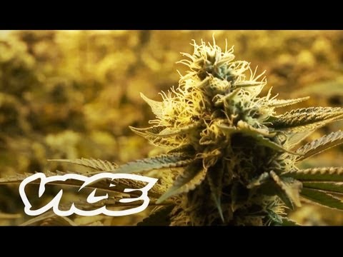 canada - With a reported value of over six billion dollars, it's no secret that marijuana in British Columbia is big business. However, due to the recent legalization...