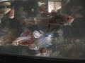 My Bettas
