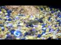videos de 33 Gallon Freshwater