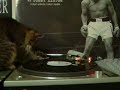 DJ CAT