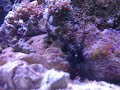 Protopalithoa - anemone urticante viene urticata dagli aculei di un riccio 