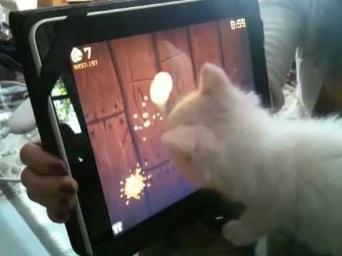 Watch 'From Dumpster to iPad, Kitten plays Fruit Ninja'