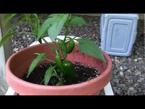 how to relieve ghost pepper