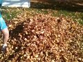 Danielle Leaves