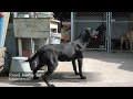 puppy lab pippi big