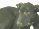 videos de GSDRESCUE.ORG:  July Adoptathon