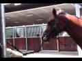 Paardenhotel Ekenrode