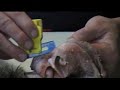 Beginners Taxidermy - Fleshing Part 1