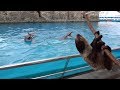 Texas State Aquarium Sloths And Dolphins