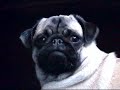 Pug Warz