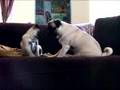 Pug video