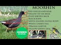 Wildlife Files Moorhen