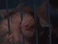 Gabon the syberian hamster