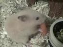 Nom Nom Nom Nom Nom Nom