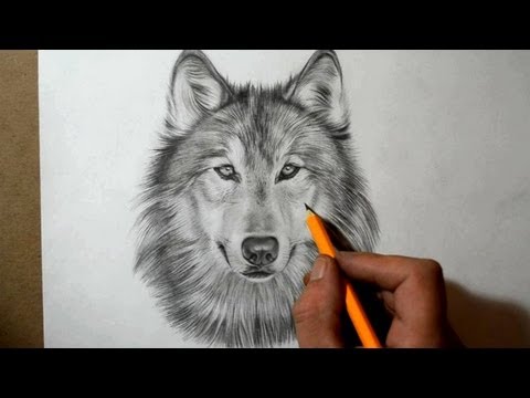 how to draw the head of a wolf