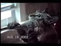 funny cats