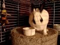attack of the psycho bunny