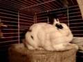 Attack of the Psycho Bunny Attack of the Psycho Bunny