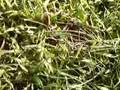 Me Playing with a Grasshopper