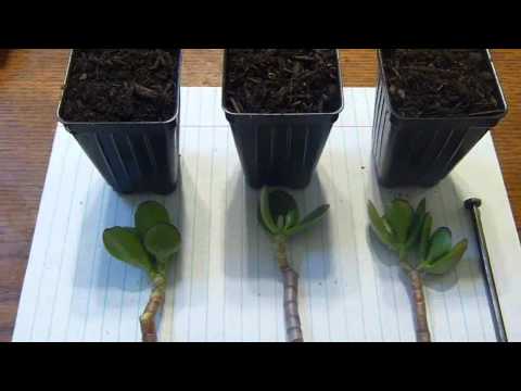 how to replant jade