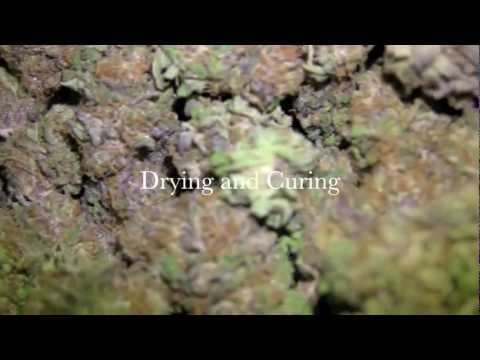 how to cure outdoor weed