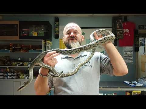 YouTube reptile video