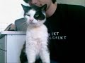 Dierenasiel Oss - Merlijn
