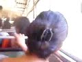 Crazy ass sri lankan bus ride