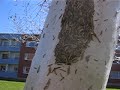 Tent Caterpillar Invasion in Sweden