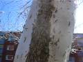 videos de Tent Caterpillar Invasion in Sweden