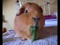 Super - Meerschwein Super - Meerschwein