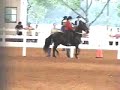 Kathrina at Tropical Park equestrian competition.  Classic Fino A/O Mares.