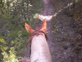 horse