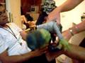 videos de monster dunas