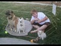 Old Dogs No Tricks Old Dogs No Tricks