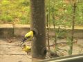 A Closer Look at Song Birds A Closer Look at Song Birds